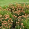 FIREFLY PEACH SKY YARROW -Sooner Plant Farm Shop DETA2 4092