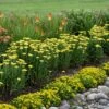 FIREFLY SUNSHINE YARROW -Sooner Plant Farm Shop DETA2 4093