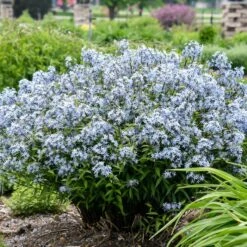 STORM CLOUD BLUE STAR 10 STORM CLOUD BLUE STAR -Sooner Plant Farm Shop DETA2 4095