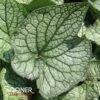 QUEEN OF HEARTS BRUNNERA 1 QUEEN OF HEARTS BRUNNERA -Sooner Plant Farm Shop DETA2 4100