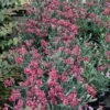 FRUIT PUNCH® BLACK CHERRY FROST DIANTHUS -Sooner Plant Farm Shop DETA2 4101