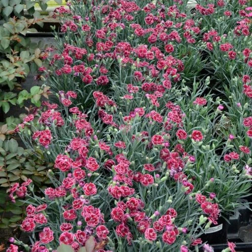 FRUIT PUNCH® BLACK CHERRY FROST DIANTHUS -Sooner Plant Farm Shop DETA2 4101