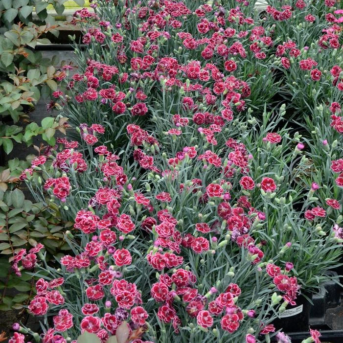 FRUIT PUNCH® BLACK CHERRY FROST DIANTHUS 3 FRUIT PUNCH® BLACK CHERRY FROST DIANTHUS