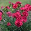 FRUIT PUNCH® CRANBERRY COCKTAIL DIANTHUS 2 FRUIT PUNCH® CRANBERRY COCKTAIL DIANTHUS -Sooner Plant Farm Shop DETA2 4102