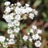 FESTIVAL STAR® BABY'S BREATH -Sooner Plant Farm Shop DETA2 4112