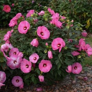 SUMMERIFIC® CANDY CRUSH HARDY HIBISCUS 3 SUMMERIFIC® CANDY CRUSH HARDY HIBISCUS