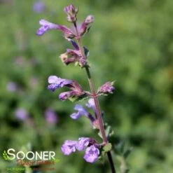 CAT'S MEOW CATMINT -Sooner Plant Farm Shop DETA2 4151