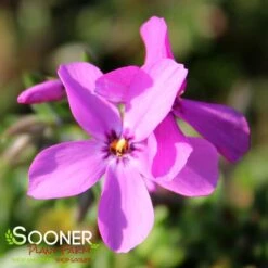 MAGENTA SPRITE HYBRID SPRING PHLOX -Sooner Plant Farm Shop DETA2 4156