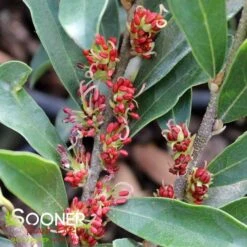 SWING LOW® DISTYLIUM 5 SWING LOW® DISTYLIUM -Sooner Plant Farm Shop DETA2 4183