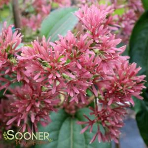 TIANSHAN® SEVEN SON FLOWER 3 TIANSHAN® SEVEN SON FLOWER