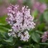 LITTLE LADY™ LILAC -Sooner Plant Farm Shop DETA2 4205
