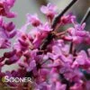 ALLEY CAT VARIEGATED REDBUD -Sooner Plant Farm Shop DETA2 4214