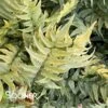JAPANESE HOLLY FERN 1 JAPANESE HOLLY FERN -Sooner Plant Farm Shop DETA2 4291