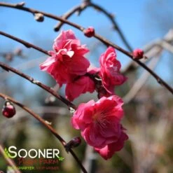 PINK CASCADE WEEPING ORNAMENTAL PEACH -Sooner Plant Farm Shop DETA2 4342