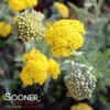 LITTLE MOONSHINE YARROW -Sooner Plant Farm Shop DETA2 4354