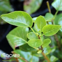 PRIMROSE YELLOW FRENCH LILAC -Sooner Plant Farm Shop DETA2 4367