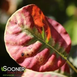 GOLDEN SPIRIT SMOKETREE -Sooner Plant Farm Shop DETA2 437