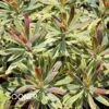 ASCOT RAINBOW EUPHORBIA -Sooner Plant Farm Shop DETA2 4375