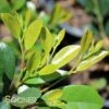 EMERALD HEIGHTS® DISTYLIUM -Sooner Plant Farm Shop DETA2 4377