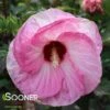 SUMMERIFIC® SPINDERELLA HARDY HIBISCUS -Sooner Plant Farm Shop DETA2 4415