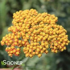 SASSY SUMMER SUNSET YARROW -Sooner Plant Farm Shop DETA2 4428