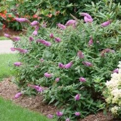 PUGSTER PINKER® BUTTERFLY BUSH -Sooner Plant Farm Shop DETA2 4435
