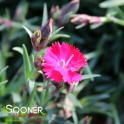 PAINT THE TOWN RED DIANTHUS -Sooner Plant Farm Shop DETA2 4548