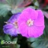 NEW HAMPSHIRE PURPLE CRANESBILL GERANIUM 1 NEW HAMPSHIRE PURPLE CRANESBILL GERANIUM -Sooner Plant Farm Shop DETA2 4559