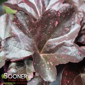 MIDNIGHT ROSE CORAL BELLS 4 MIDNIGHT ROSE CORAL BELLS - Image 2