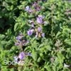 KITTEN AROUND CATMINT -Sooner Plant Farm Shop DETA2 4577
