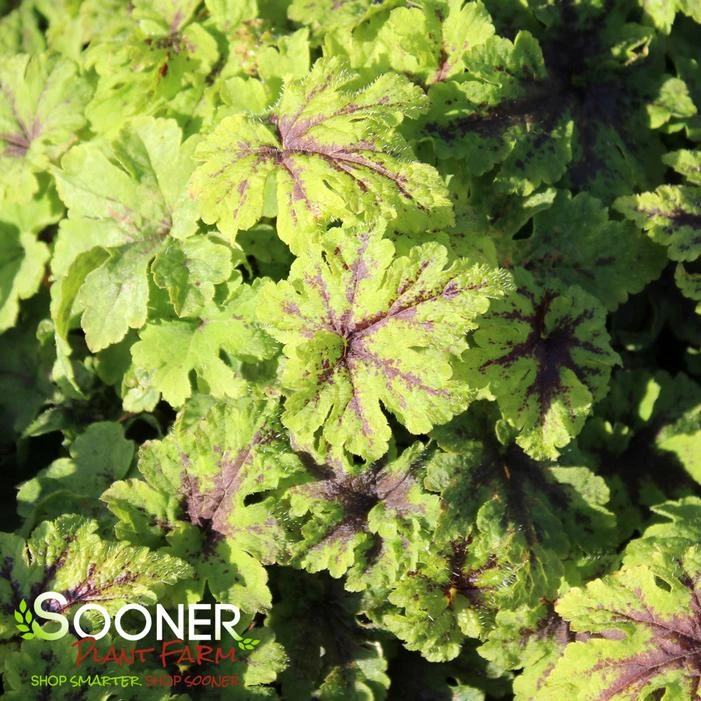 FINGERPAINT FOAM FLOWER 3 FINGERPAINT FOAM FLOWER