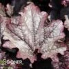 GRAPE TIMELESS CORAL BELLS 2 GRAPE TIMELESS CORAL BELLS -Sooner Plant Farm Shop DETA2 4593