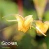 AMBER QUEEN EPIMEDIUM 2 AMBER QUEEN EPIMEDIUM -Sooner Plant Farm Shop DETA2 4595