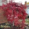 CRIMSON QUEEN WEEPING JAPANESE MAPLE 1 CRIMSON QUEEN WEEPING JAPANESE MAPLE -Sooner Plant Farm Shop DETA2 46