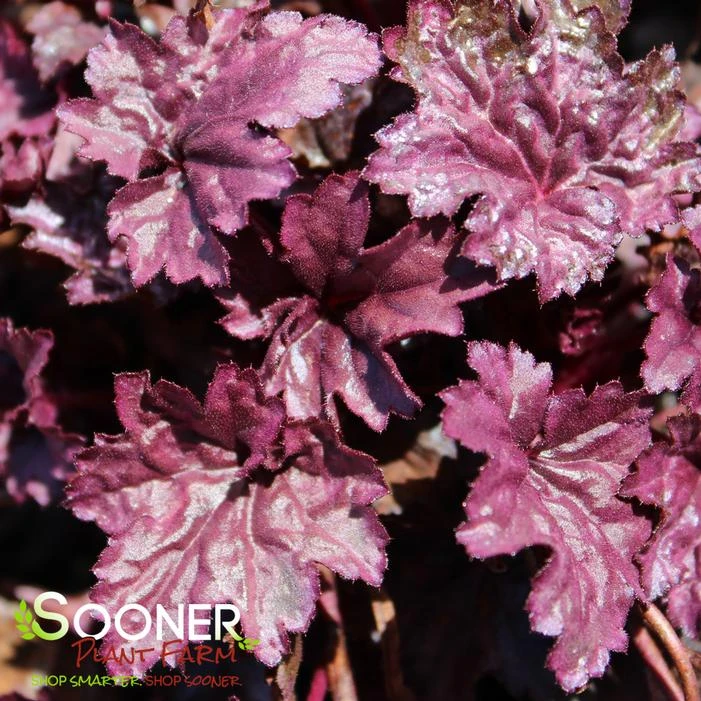 PINK PANTHER CORAL BELLS 3 PINK PANTHER CORAL BELLS