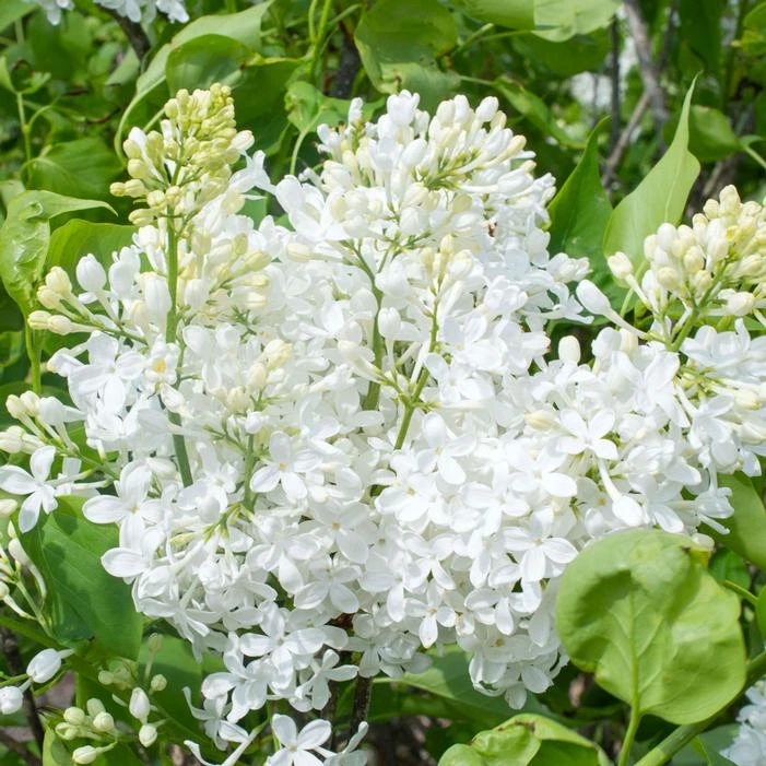 NEW AGE™ WHITE LILAC 3 NEW AGE™ WHITE LILAC
