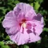 LAVENDER CHIFFON® ALTHEA -Sooner Plant Farm Shop DETA2 468