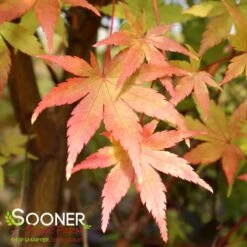 CORAL BARK UPRIGHT JAPANESE MAPLE -Sooner Plant Farm Shop DETA2 47