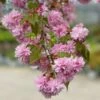WEEPING EXTRAORDINAIREâ„¢ FLOWERING CHERRY 2 WEEPING EXTRAORDINAIREâ„¢ FLOWERING CHERRY -Sooner Plant Farm Shop DETA2 4734