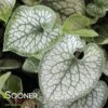 JACK FROST BRUNNERA 1 JACK FROST BRUNNERA -Sooner Plant Farm Shop DETA2 474
