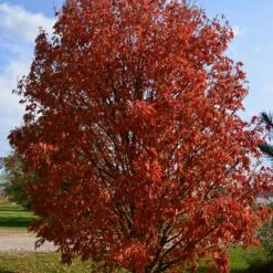 LAVABURST® OHIO BUCKEYE -Sooner Plant Farm Shop DETA2 4788