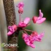 TENNESSEE PINK REDBUD -Sooner Plant Farm Shop DETA2 4802