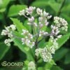 PHANTOM JOE PYE WEED -Sooner Plant Farm Shop DETA2 484