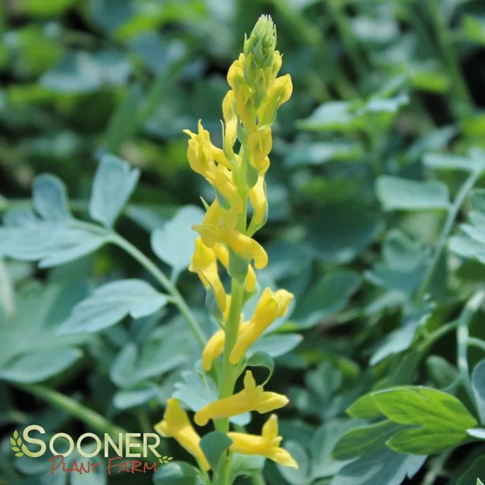 CANARY FEATHERS CORYDALIS 4 CANARY FEATHERS CORYDALIS - Image 2