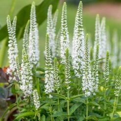 MOODY BLUES® WHITE SPEEDWELL
