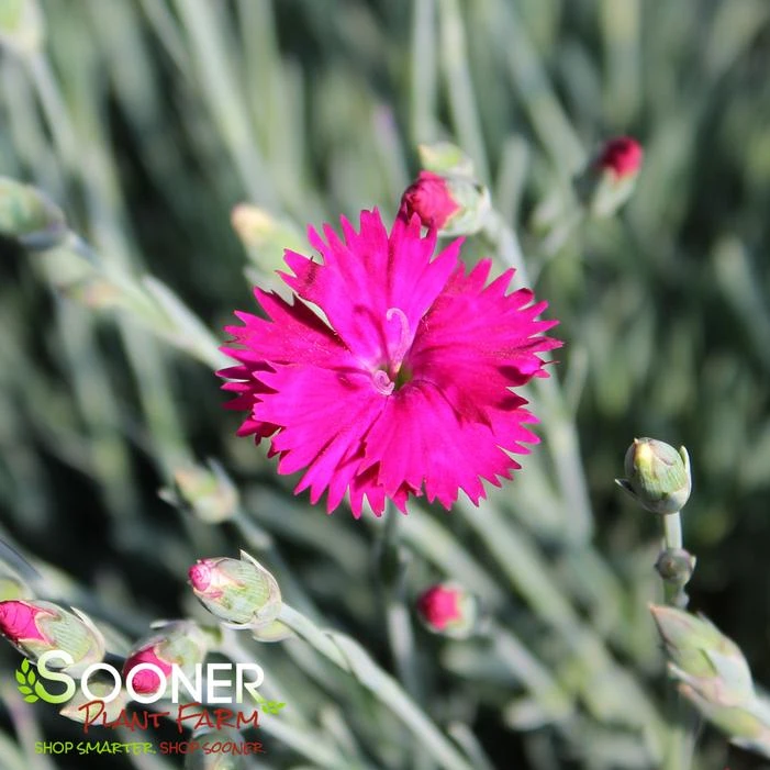 NEON STAR DIANTHUS 4 NEON STAR DIANTHUS - Image 2