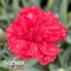 WHETMAN® PREMIER™ ROSEBUD DIANTHUS -Sooner Plant Farm Shop DETA2 4971