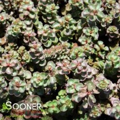 DRAGON'S BLOOD SEDUM -Sooner Plant Farm Shop DETA2 5022