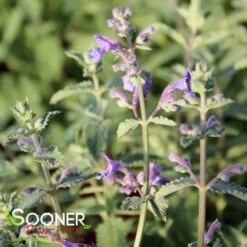WALKER'S LOW CATMINT -Sooner Plant Farm Shop DETA2 504