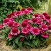 DOUBLE CODED® RASPBERRY BERET CONEFLOWER -Sooner Plant Farm Shop DETA2 5057